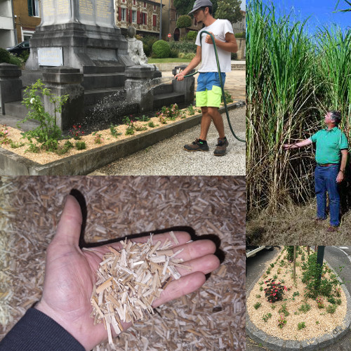 Notre production de Miscanthus